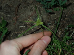 Cyperus aggregatus