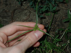 Cyperus aggregatus