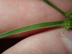 Cyperus aggregatus