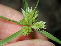 Cyperus aggregatus