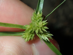 Cyperus aggregatus
