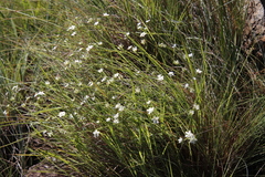 Alepidea duplidens