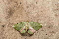 Heterolocha