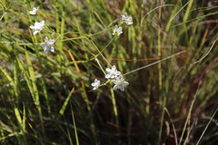 Alepidea duplidens