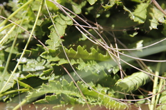 Alepidea duplidens