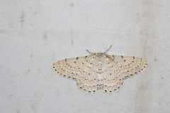 Metabraxas rubrotincta