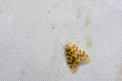 Hemipsilia coavestis