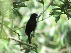 Ramphocelus flammigerus