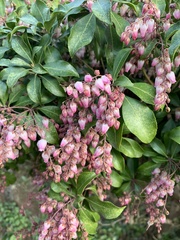 Pieris