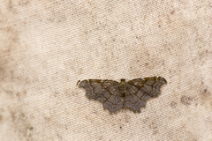 Hastina caeruleolineata