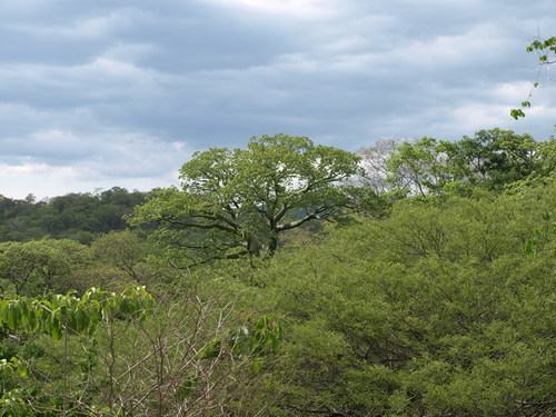 Ceiba image