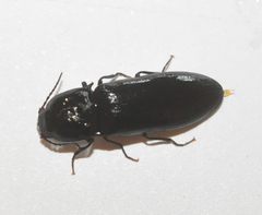 Selatosomus nigricans
