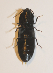 Selatosomus nigricans