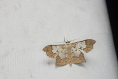 Krananda semihyalina