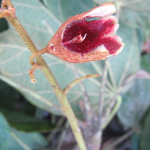Brachychiton carruthersii F.Muell. 2
