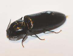 Selatosomus nigricans