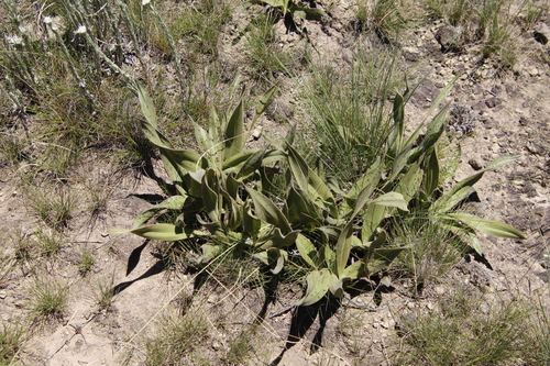 Hypoxis multiceps (Hypoxis multiceps)