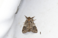 Notodonta griseotincta