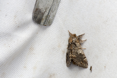 Notodonta griseotincta