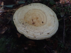 Multifurca stenophylla