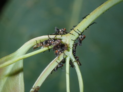 Eurymeloides punctata