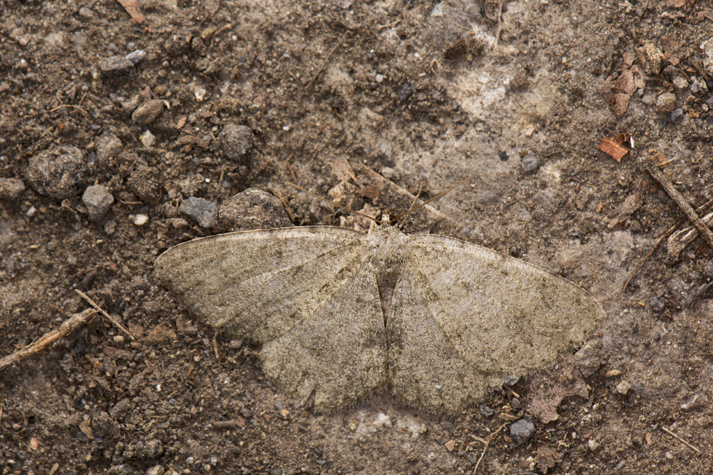 Gnophos delitescens