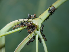 Eurymeloides punctata