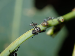 Eurymeloides punctata