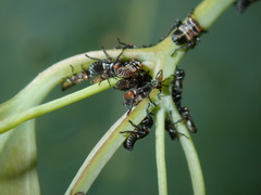 Eurymeloides punctata