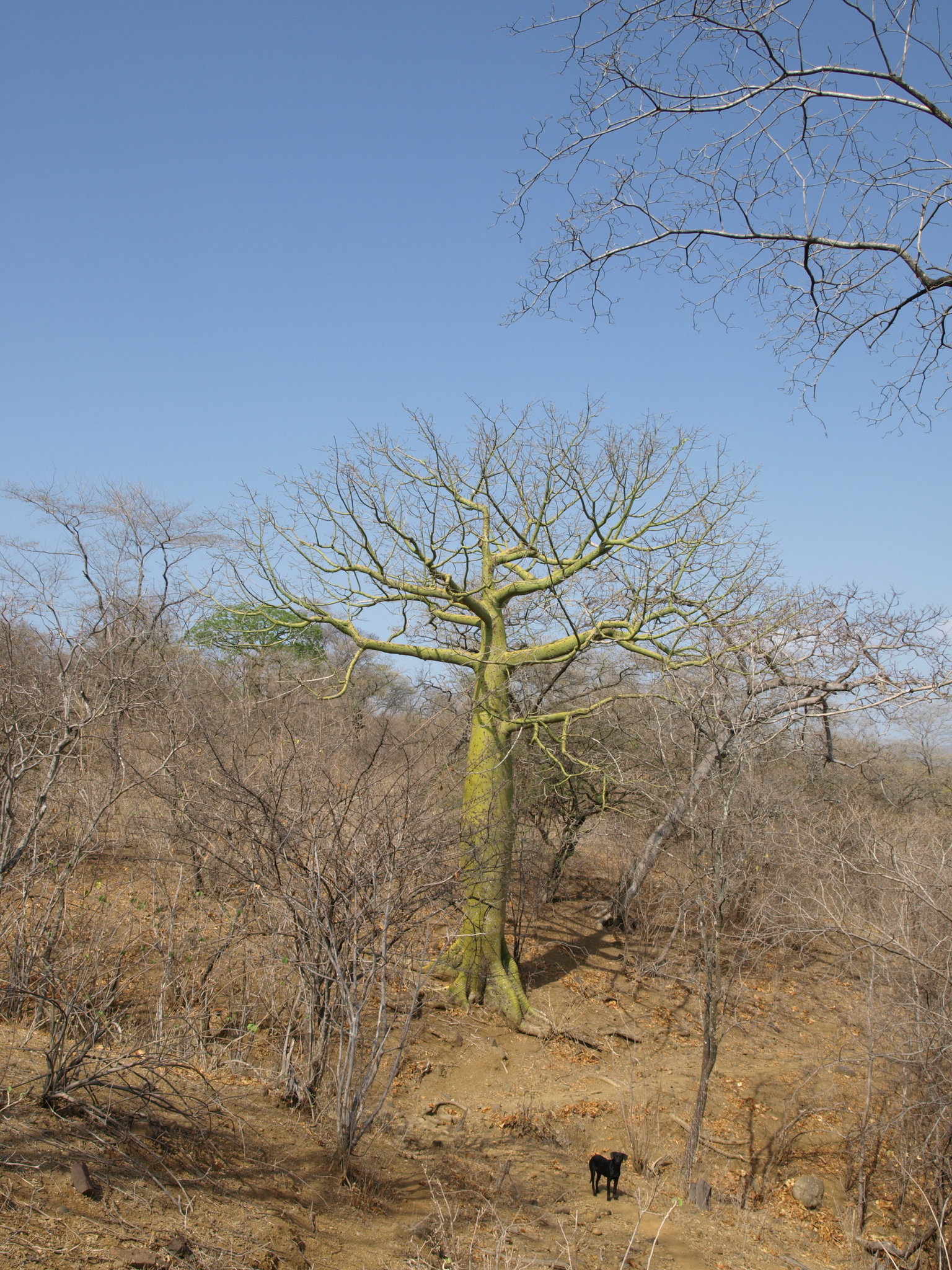 Ceiba trischistandra image