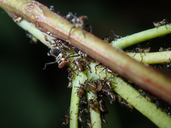 Eurymeloides punctata