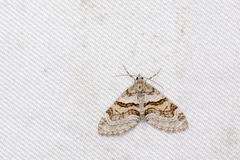 Trichopteryx terranea