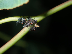 Eurymeloides punctata