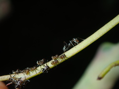 Eurymeloides punctata