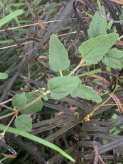 Critoniinae