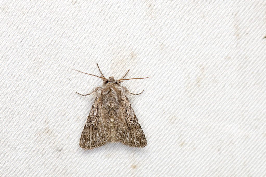 Speidelia