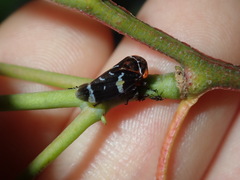 Eurymeloides punctata