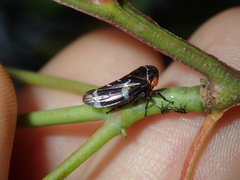 Eurymeloides punctata