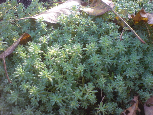 Sedum pallidum