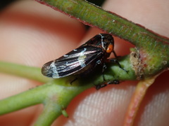 Eurymeloides punctata