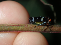 Eurymeloides punctata