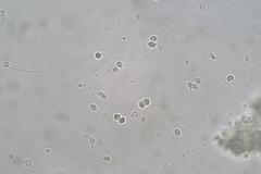 Multifurca stenophylla