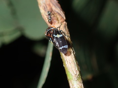 Eurymeloides punctata