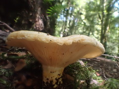 Multifurca stenophylla