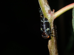 Eurymeloides punctata