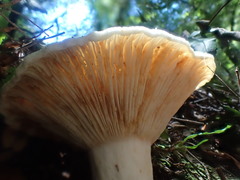 Multifurca stenophylla