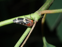 Eurymeloides punctata