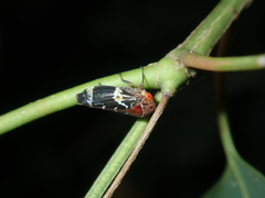 Eurymeloides punctata