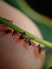 Eurymeloides punctata