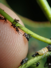 Eurymeloides punctata